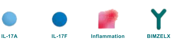 BIMZELX targets and blocks IL 17A and IL 17F from causing inflammation by binding to them BIMZELX targets and blocks IL 17A and IL 17F from causing inflammation by binding to them
